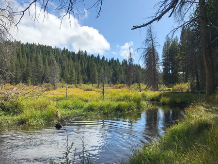 California 89 Hike of the Week - Sagehen Creek Trail