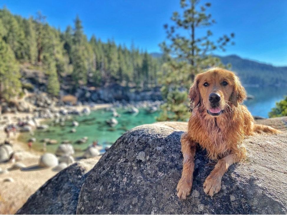 Plan The Ultimate Dog Friendly Trip To