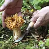 Opinel No.8 Mushroom Knife