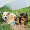 HydraPak Rover Dog Bowl