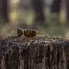 Suncloud Zephyr Sunglasses