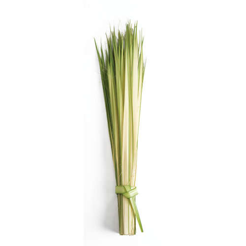 PALMS in Bags of 100 PALMS in Bags of 100