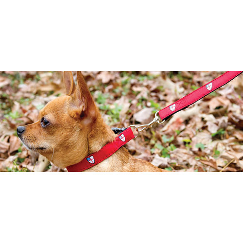 TOY DOG LEASH & COLLAR SET BLUE TOY DOG LEASH & COLLAR SET BLUE