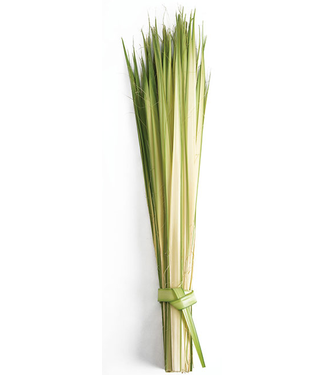 Long Palm Strips (Pack of approx. 100)