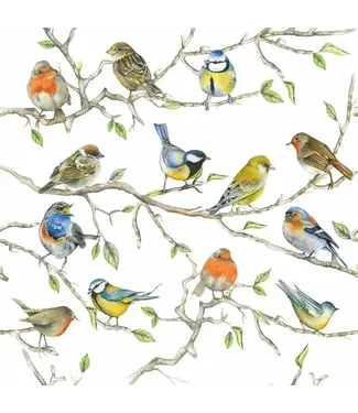 Birds Meeting Beverage Napkins