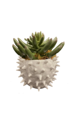 Finger Succulent in Cacti Pot 5.5" x 4"