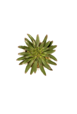 Finger Succulent in Cacti Pot 5.5" x 4"