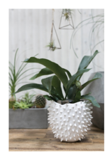 White Cacti Pot - 5.5" x 4"