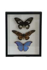 Butterfly Artwork with Frame (12" x 13.5")