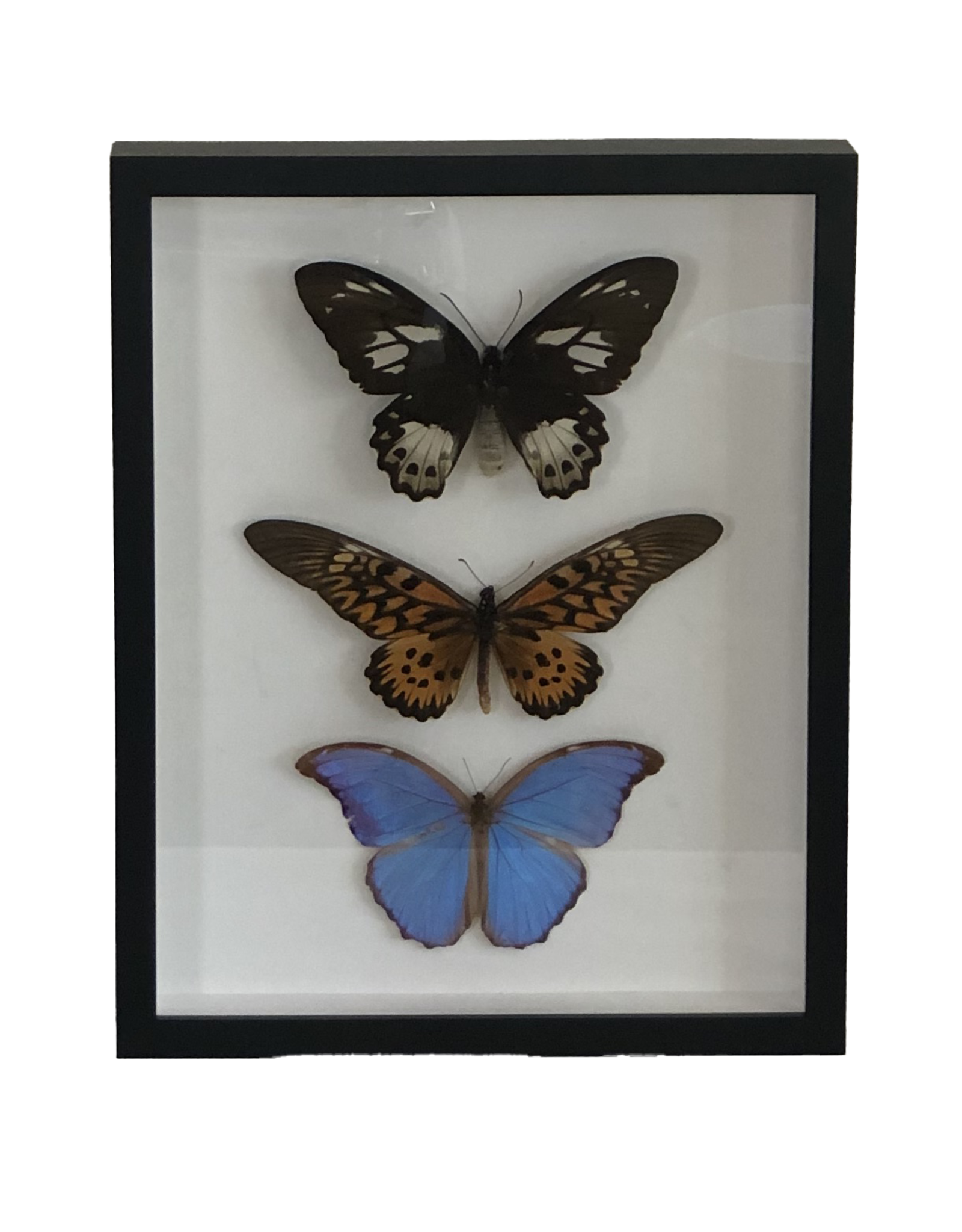 Butterfly Artwork with Frame (12" x 13.5")