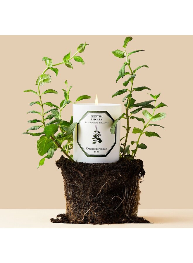 CARRIÈRE FRÈRES SPEARMINT SCENTED CANDLE