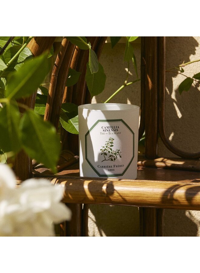 CARRIÈRE FRÈRES TEA PLANT SCENTED CANDLE