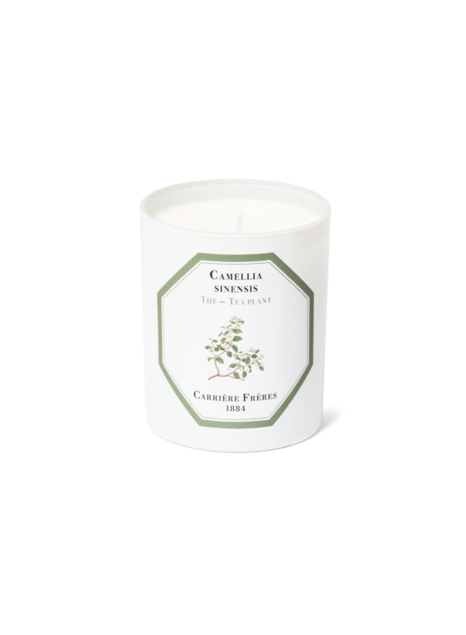 TEA PLANT SCENTED CANDLE