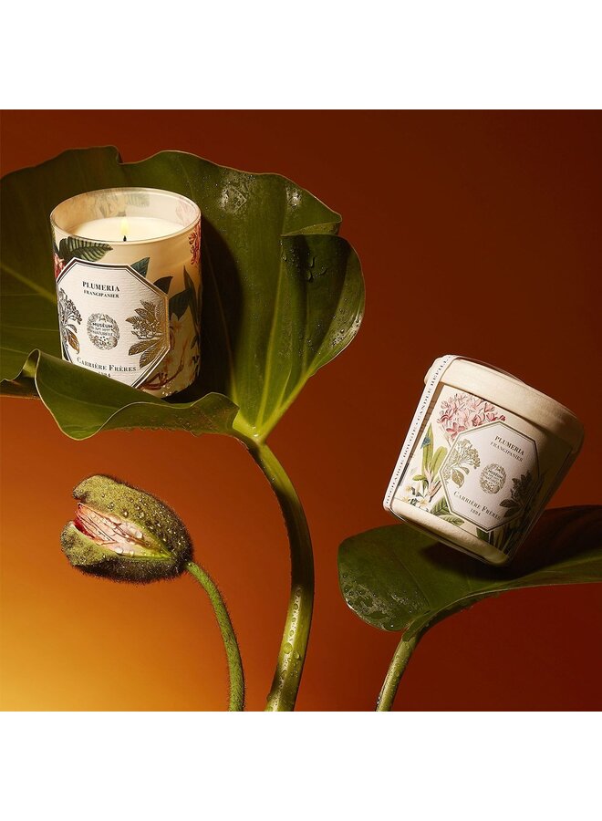 CARRIÈRE FRÈRES MUSEUM FRANGIPANI SCENTED CANDLE