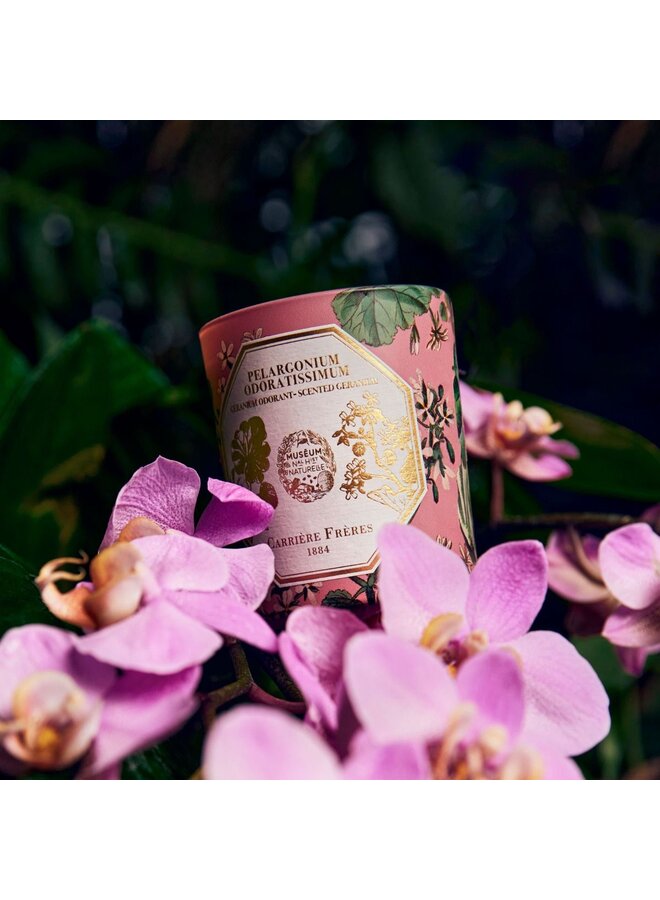 CF SCENTED CANDLES - MUSEUM GERANIUM