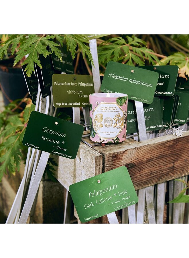 CF SCENTED CANDLES - MUSEUM GERANIUM