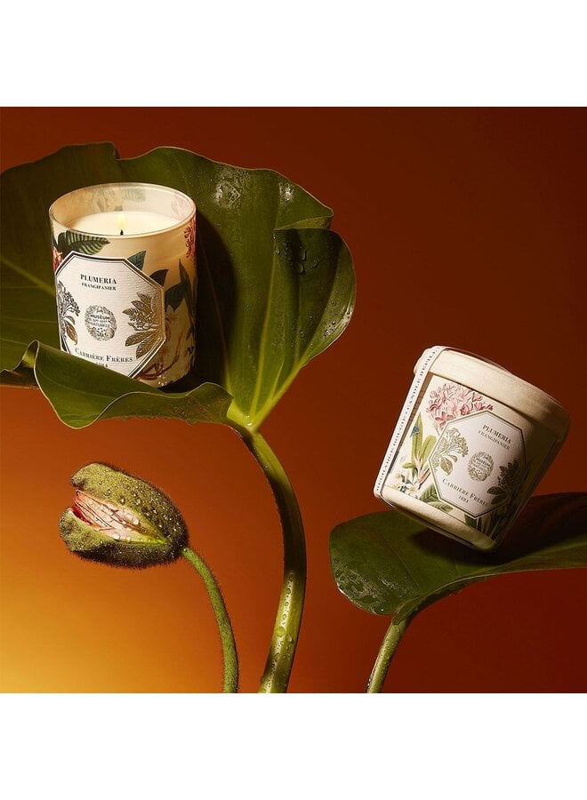 CARRIÈRE FRÈRES MUSEUM FRANGIPANI CANDLE REFILL 185G