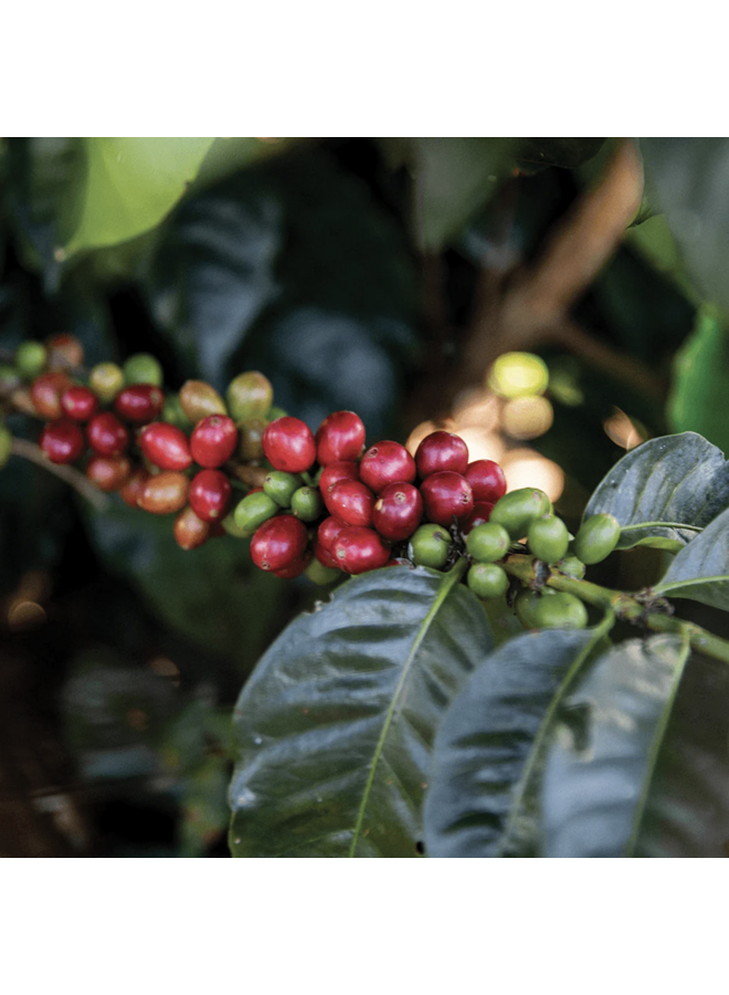 THE DEMI ESPRESSO, HALF CAFFEINE