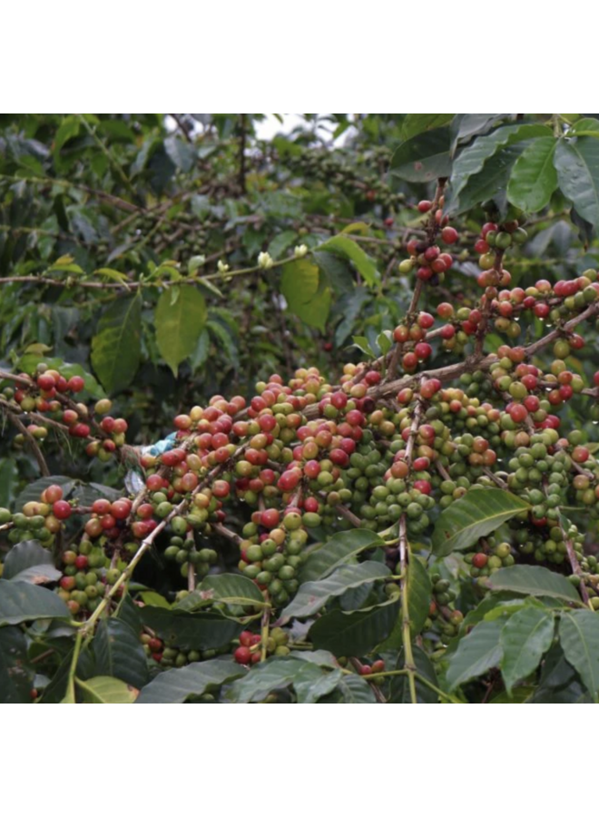 KENYA KALILUNI AA ESPRESSO