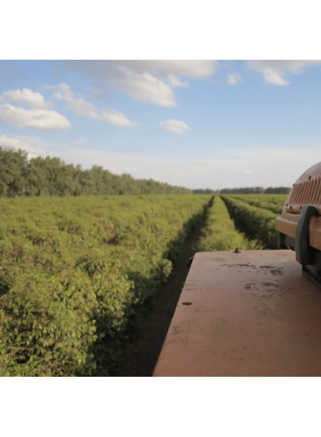 BRAZIL RIO BRILHANTE GEISHA