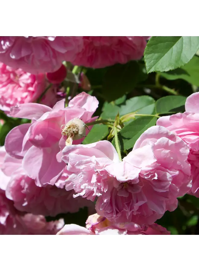 elizabeth W LINEN WATER - ROSE