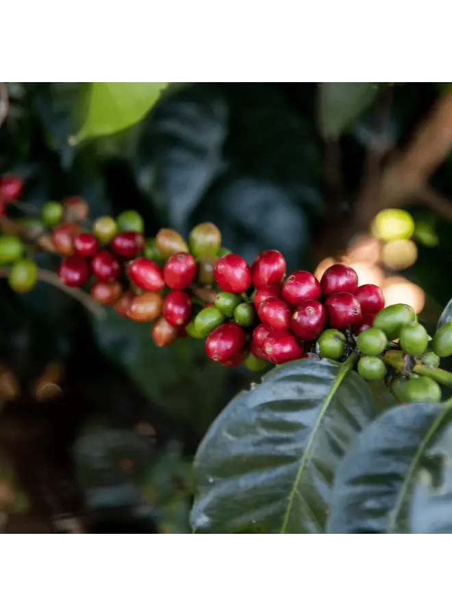 COLOMBIA EI RECUERDO ESPRESSO