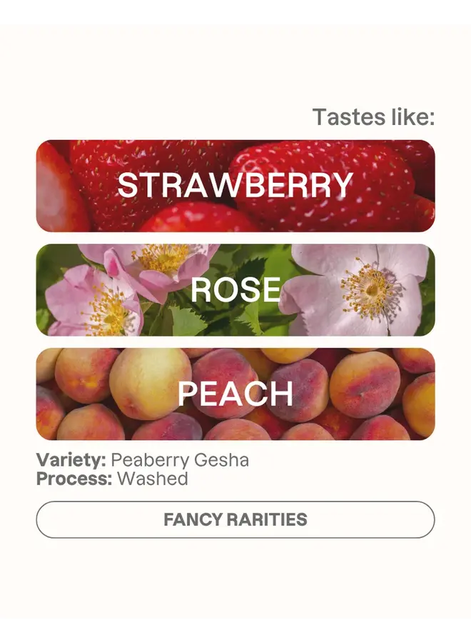 TAKESI PEABERRY GESHA 100G