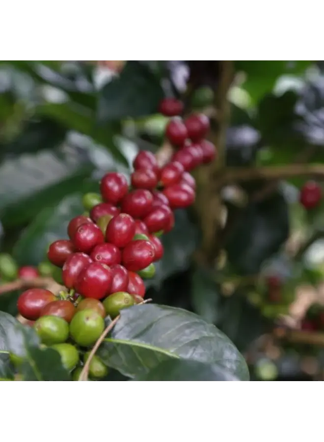 COLOMBIA CAUCA CALDONO ESPRESSO