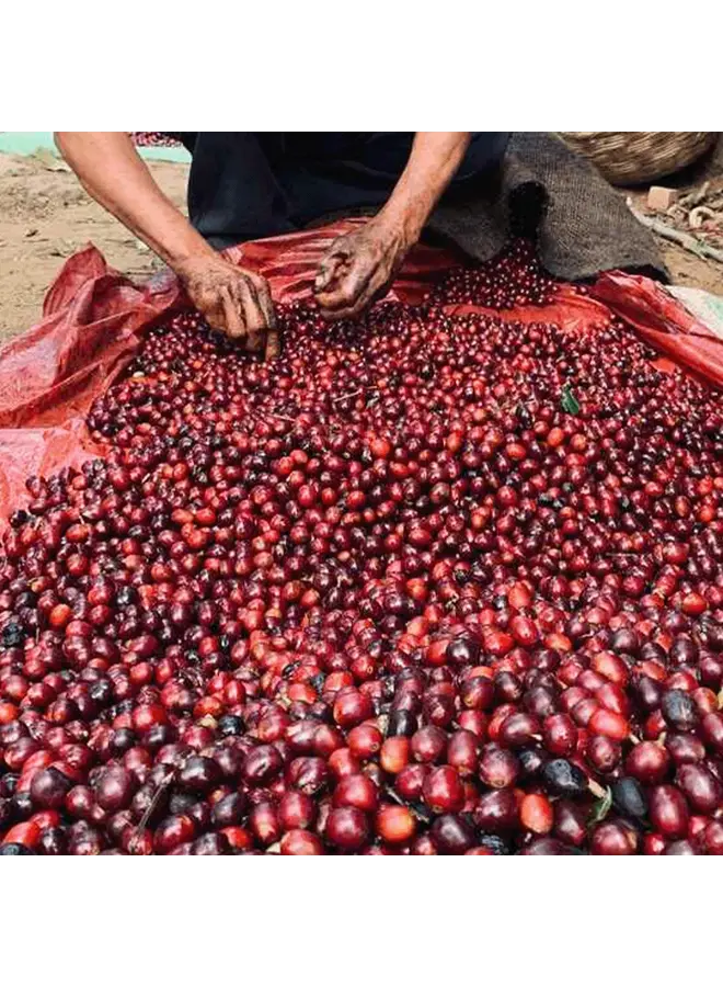 EI SALVADOR CERRO LAS RANAS ESPRESSO