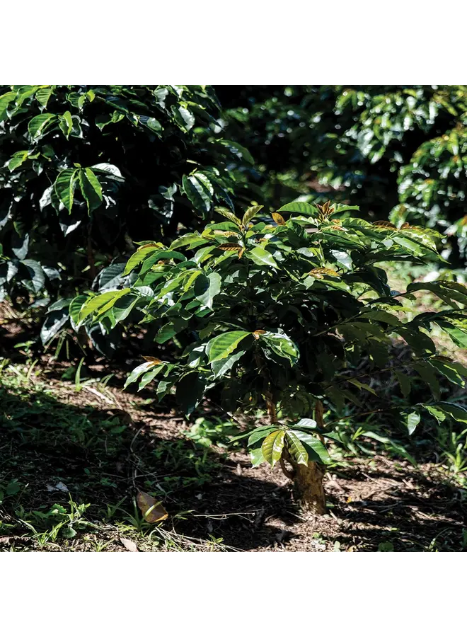 ORGANIC ESPRESSO