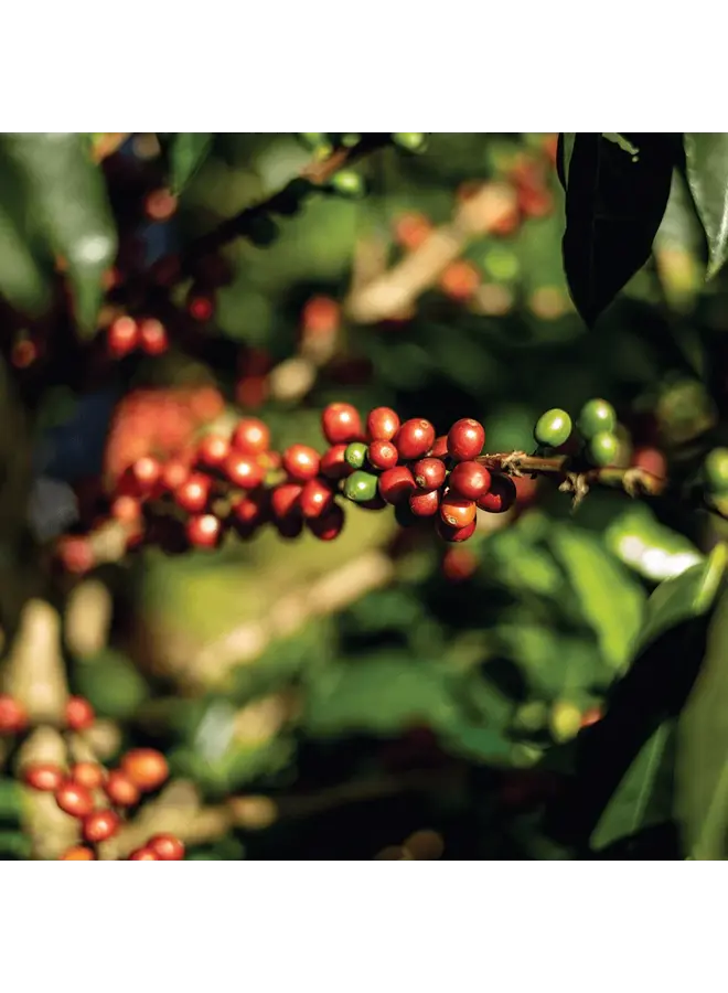 BLUE SKY ESPRESSO