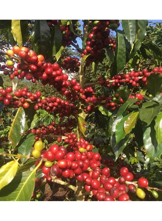 PERU SAN IGNACIO FILTER ROAST