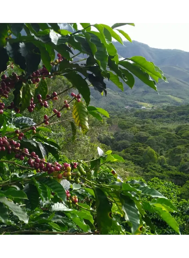 PERU SAN IGNACIO FILTER ROAST