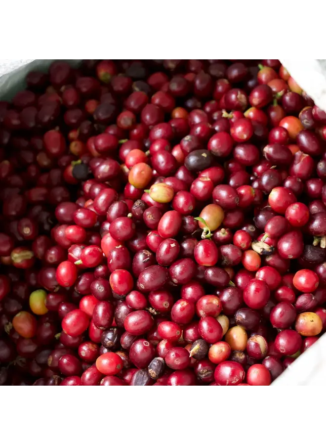 BURUNDI HAFI NATURAL FILTER ROAST