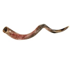 Shofar - Yemenite, Medium (32"-35")