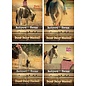 Backyard Horses: Books 1-4  (Dandi Daley Mackall), Paperback