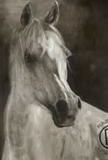 White Horse Canvas