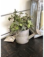 10" Tin Watering Can with Ivy