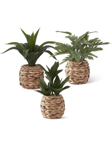 Foliage in woven basket