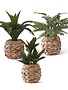 Foliage in woven basket