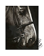 Horse Portrait Canvas 36 x 48