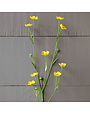 Prairie Flower Yellow