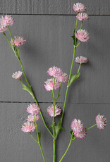 Astrantia Stem