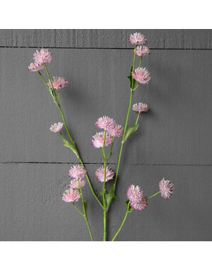 Astrantia Stem