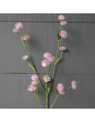 Astrantia Stem