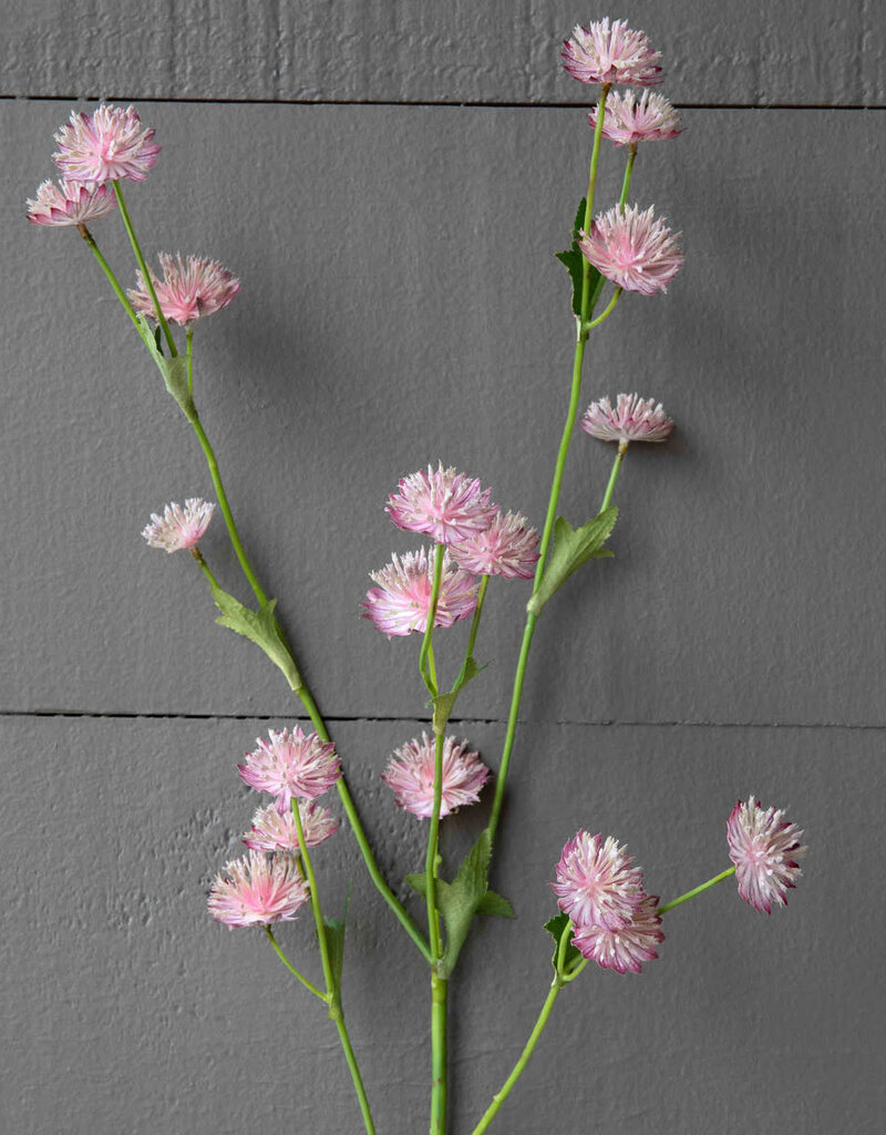 Astrantia Stem