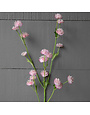 Astrantia Stem