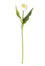 19.5 Inch White Tulip