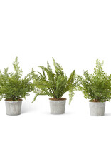 Assorted Ferns in Metal Pot