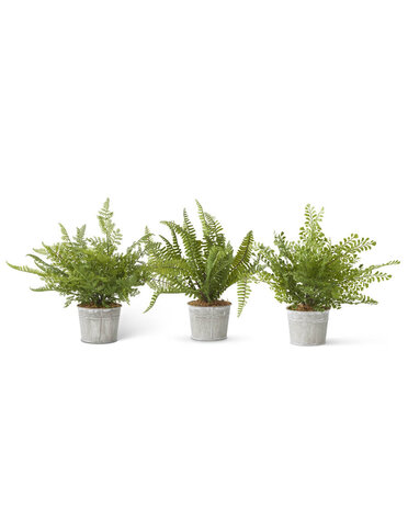 Assorted Ferns in Metal Pot